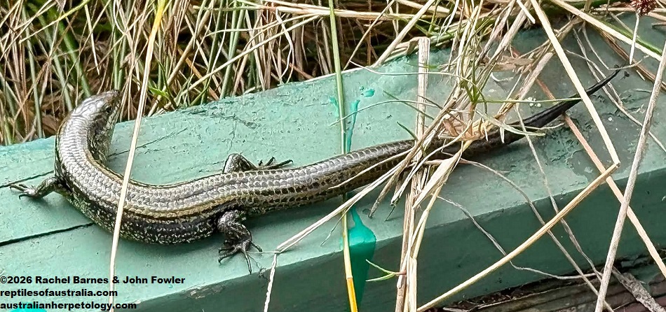 Western Mourning Skink (Lissolepis luctuosa) photographed at Big Swamp Parkland, Bunbury, WA