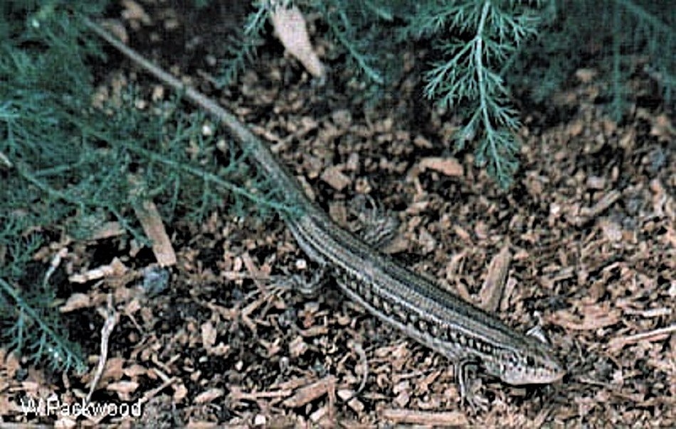 Robust striped Skink - Ctenotus robustus