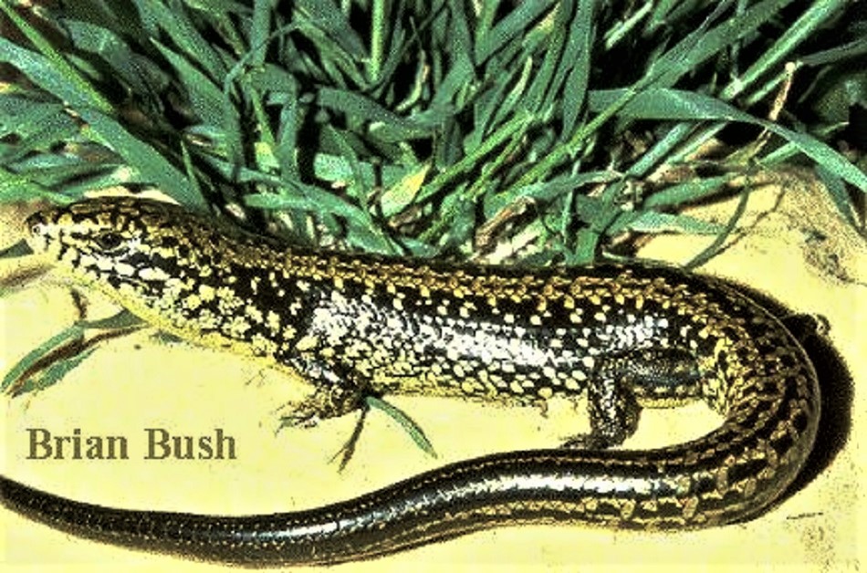 Western Mourning Skink (Lissolepis luctuosa)