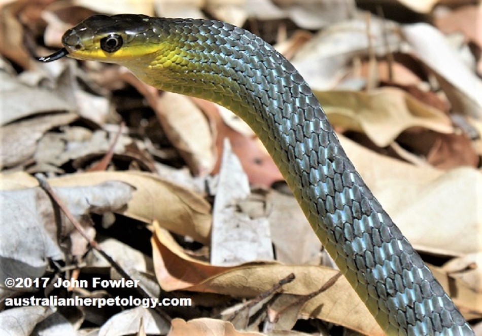 Common or Green (or Golden) Tree Snake