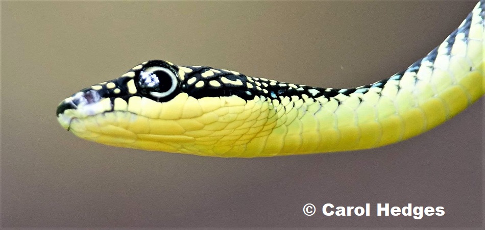 Paradise Flying Snake (Chrysopelea paradisi) photographed in Singapore Botanic Gardens