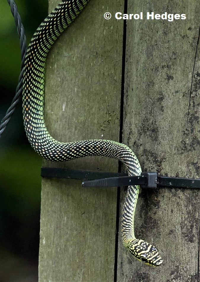 Paradise Flying Snake (Chrysopelea paradisi) photographed in MacRitchie Singapore