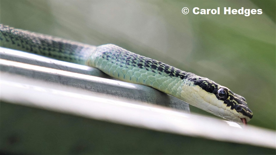 Paradise Flying Snake (Chrysopelea paradisi) photographed at Pa La-U Waterfall, Thailand