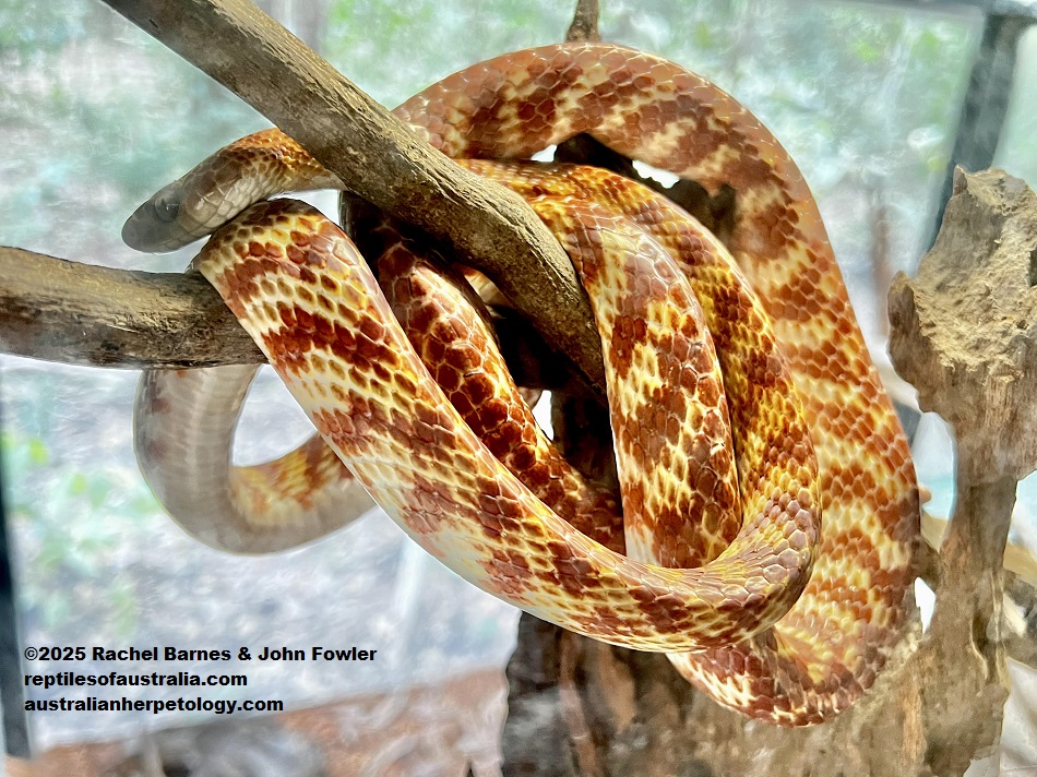 Brown Tree Snake (Boiga irregularis) photographed at Territory Wildlife Park, NT