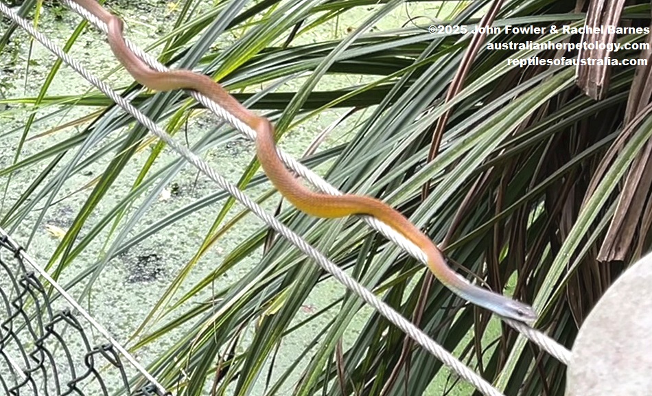 Subadult wild Golden Tree Snake (Dendrelaphis punctulatus) photographed at the billabong in the Territory Wildlife Park, NT