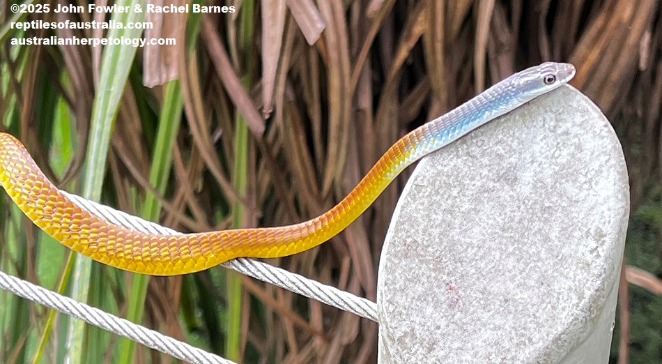 Subadult wild Golden Tree Snake (Dendrelaphis punctulatus) photographed at the billabong in the Territory Wildlife Park, NT