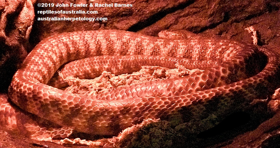 Brown tree snake Boiga irregularis