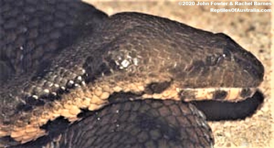 Cerberus rynchops -  Dog Faced Water Snake - BOCKADAM