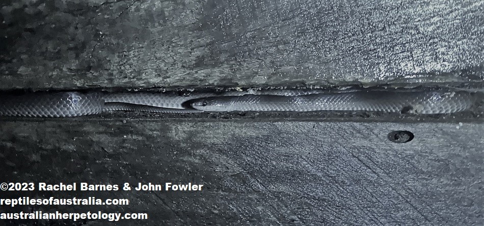 Slaty-grey snake  Aussie Pythons & Snakes Forum