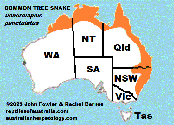 Approximate distribution of the common Common Tree Snake Dendrelaphis punctulatus map