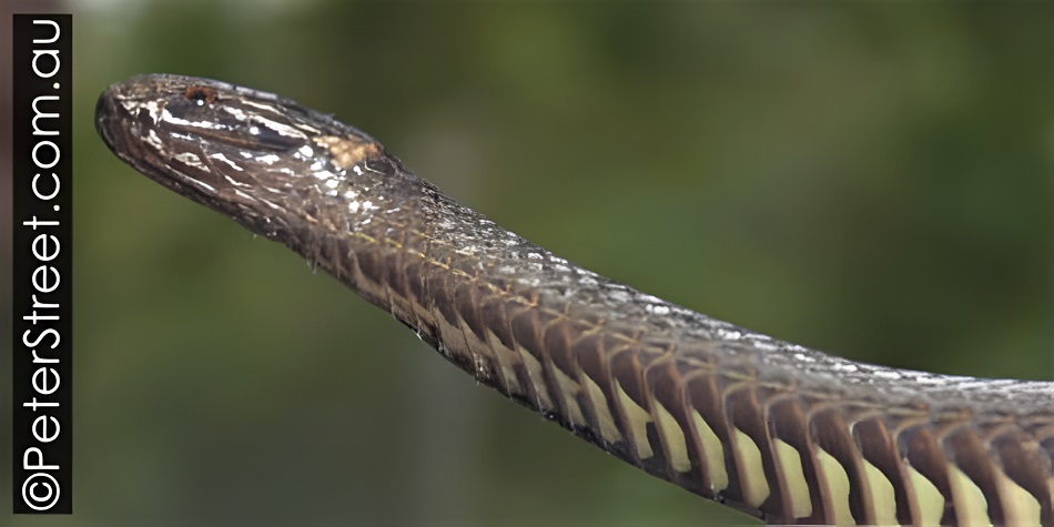Southern Dwarf Crowned Snake (Cacophis krefftii) - notice the unusual pattern on its belly!
