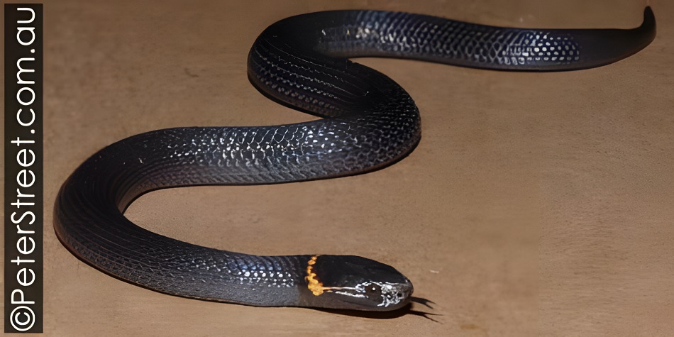 Southern Dwarf Crowned Snake (Cacophis krefftii)