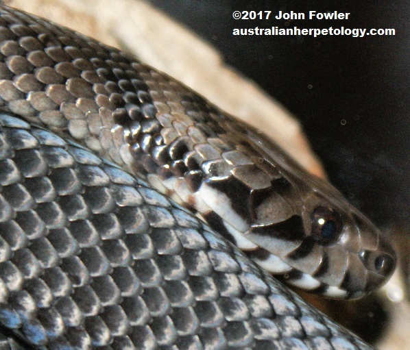Pale-headed Snake - The Australian Museum