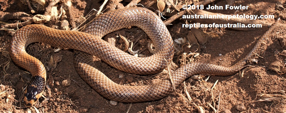 Spectacled snake Parasuta spectabilis spectabilis