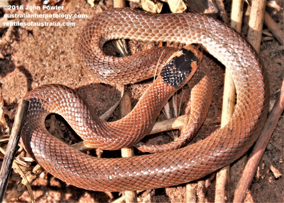 Spectacled Snake (Suta spectabilis)