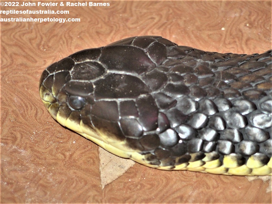 Captive Western Tiger Snake (Notechis scutatus occidentalis) showing head scalation