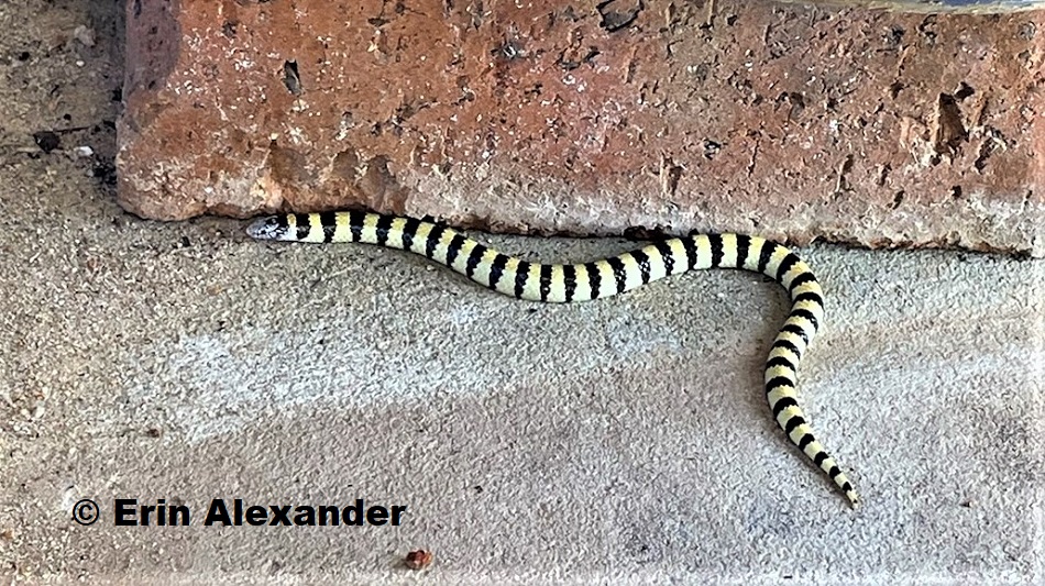 West-coast Banded Snake (Simoselaps littoralis) photographed at Jurien Bay, Western Australia -