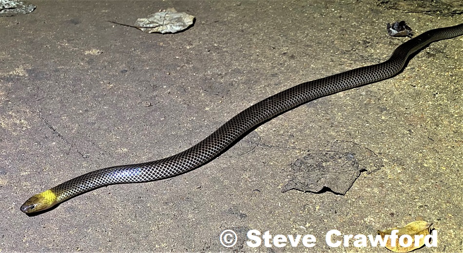 Brown-headed Snake (Furina tristis) photographed in the Iron Range, Cape York, Qld.