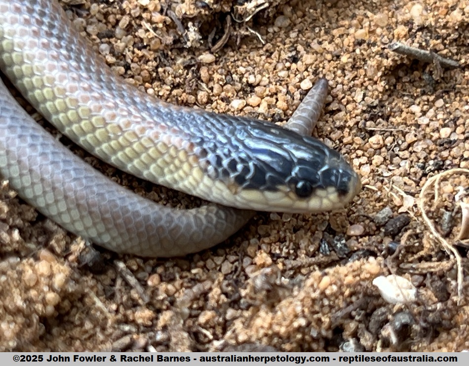 Juvenile Dwyer's Snake (Suta dwyeri) photographed in Monarto South, South Australia