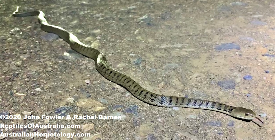 Rough Scaled Snake (Tropidechis carinatus)