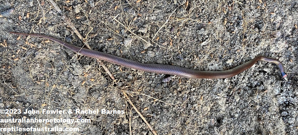Red-naped Snake (Furina diadema) photographed at Glen Eden, near Gladstone, Qld