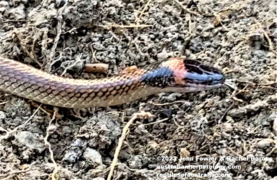 Red-naped Snake (Furina diadema) photographed at Glen Eden, near Gladstone, Qld