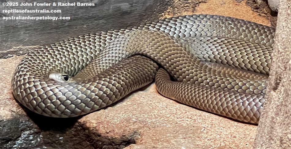 Eastern Brown Snake (Pseudonaja textilis) photographed at Crocosaurus Cove, Darwin