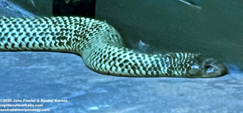 Mulga Snake (Pseudechis australis) photographed at Crocosaurus Cove, Darwin