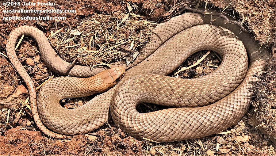 Eastern Brown Snakes Pseudonaja textilis