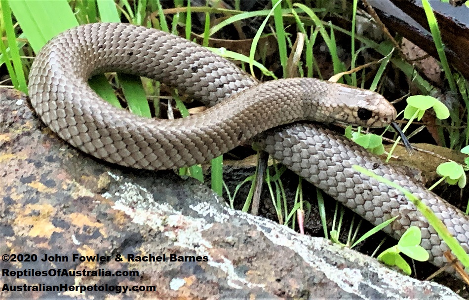 This young Eastern Brown Snake (Pseudonaja textilis) that has almost lost its head markings, was photographed in the Sturt Gorge, South Australia