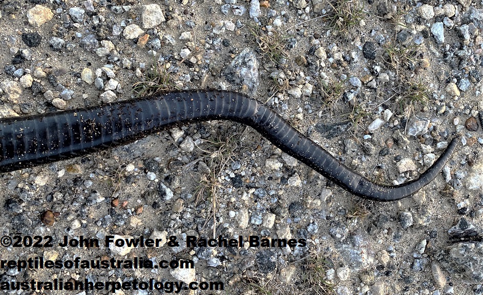 Peninsula Black Tiger Snake (Notechis scutatus niger) at Port Lincoln (Roadkill), showing the single anal and subcaudal scales