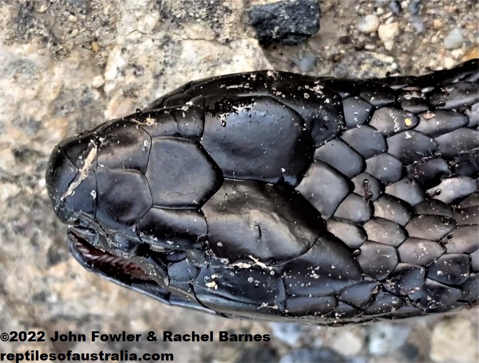 Peninsula Black Tiger Snake (Notechis scutatus niger) at Port Lincoln (Roadkill), showing head scalation