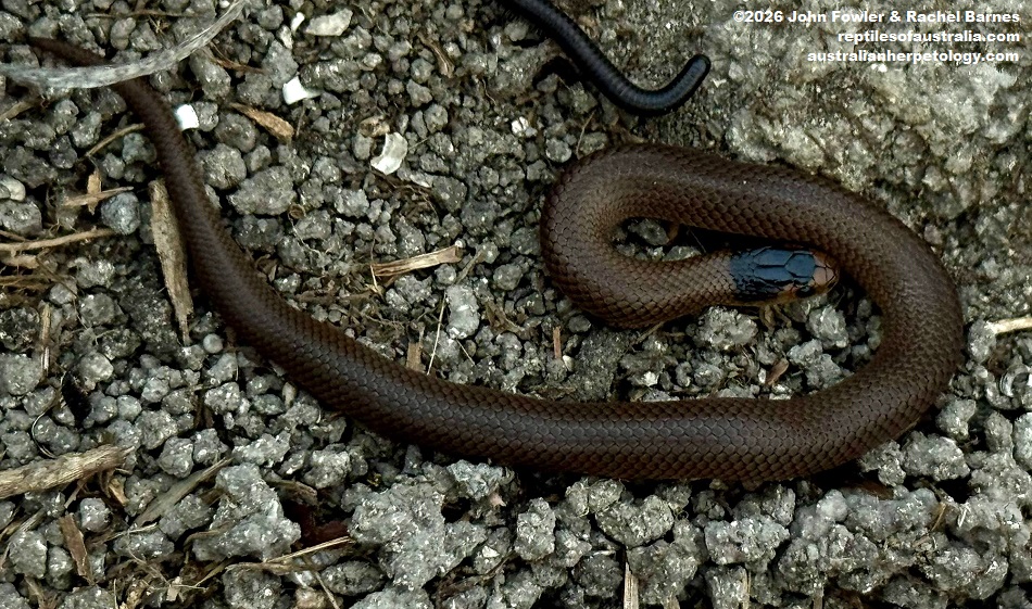 Little Whip Snake (Suta flagellum) was photographed at Bool Lagoon, South Australia