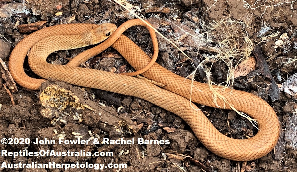 Young Eastern Brown Snake (Pseudonaja textilis) photographed at Onkaparinga, near Adelaide, South Australia