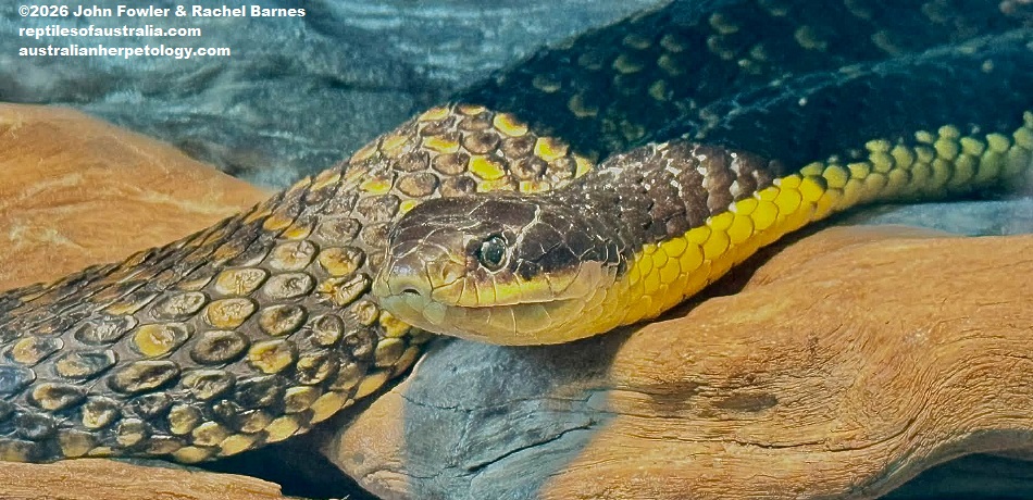 Western Tiger Snake (Notechis scutatus occidentalis) photographed at the Armadale Reptile Centre, WA