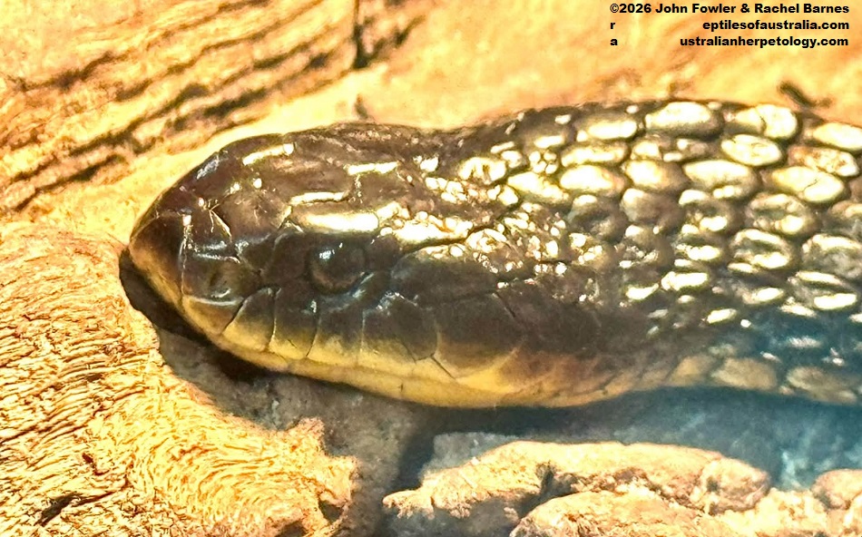 Western Tiger Snake (Notechis scutatus occidentalis) photographed at the Armadale Reptile Centre, WA