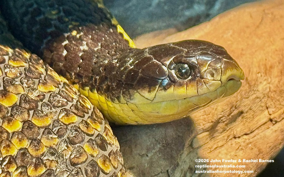 Western Tiger Snake (Notechis scutatus occidentalis) photographed at the Armadale Reptile Centre, WA