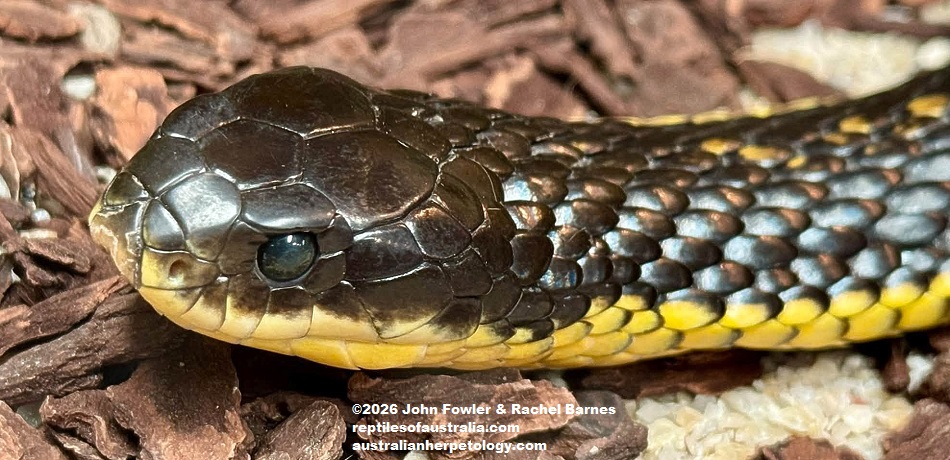 Western Tiger Snake (Notechis scutatus occidentalis) photographed at the Armadale Reptile Centre, WA