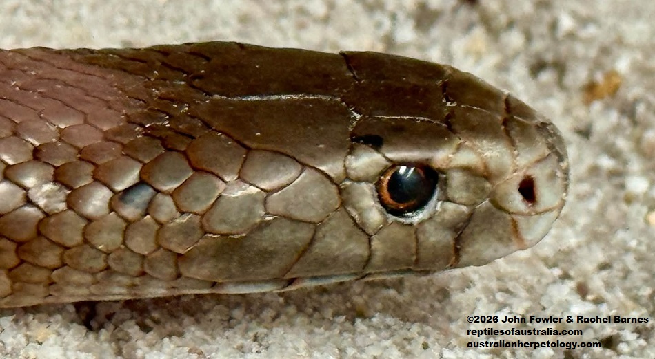 Dugite (Pseudonaja affinis) photographed at the Armadale Reptile Centre, WA