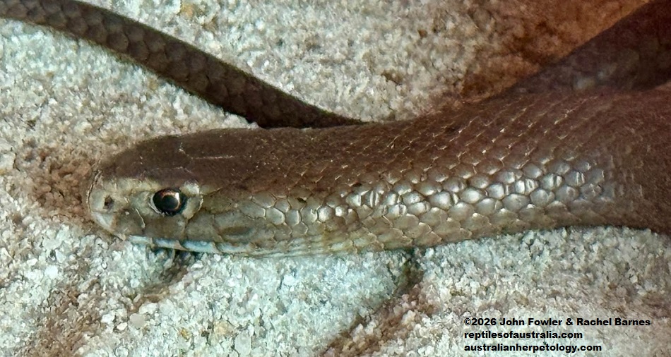 Dugite (Pseudonaja affinis) photographed at the Armadale Reptile Centre, WA