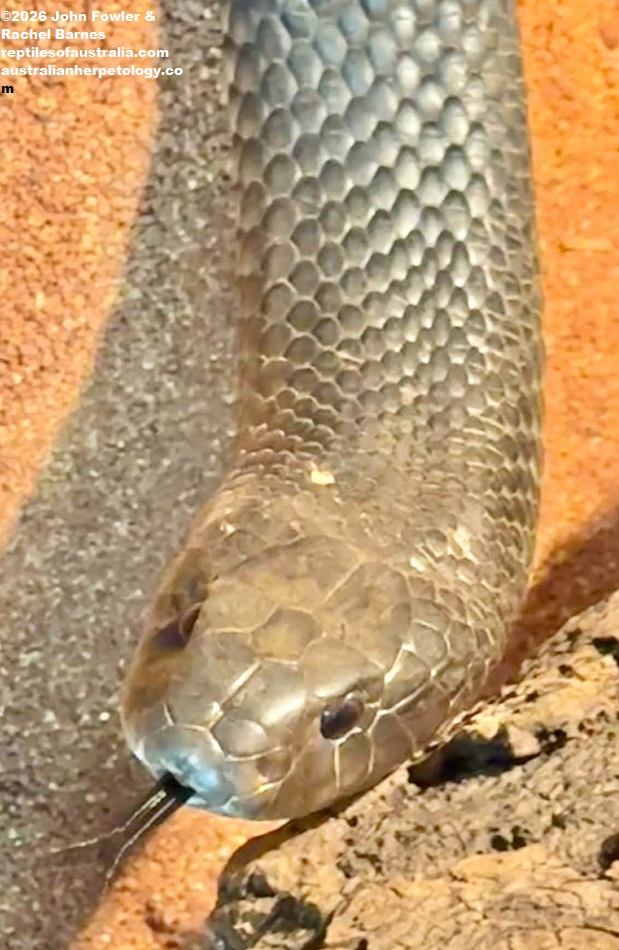 Dugite (Pseudonaja affinis) photographed at the Armadale Reptile Centre, WA