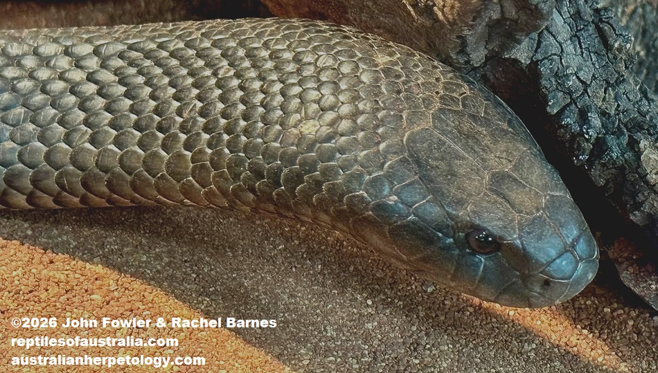 Dugite (Pseudonaja affinis) photographed at the Armadale Reptile Centre, WA