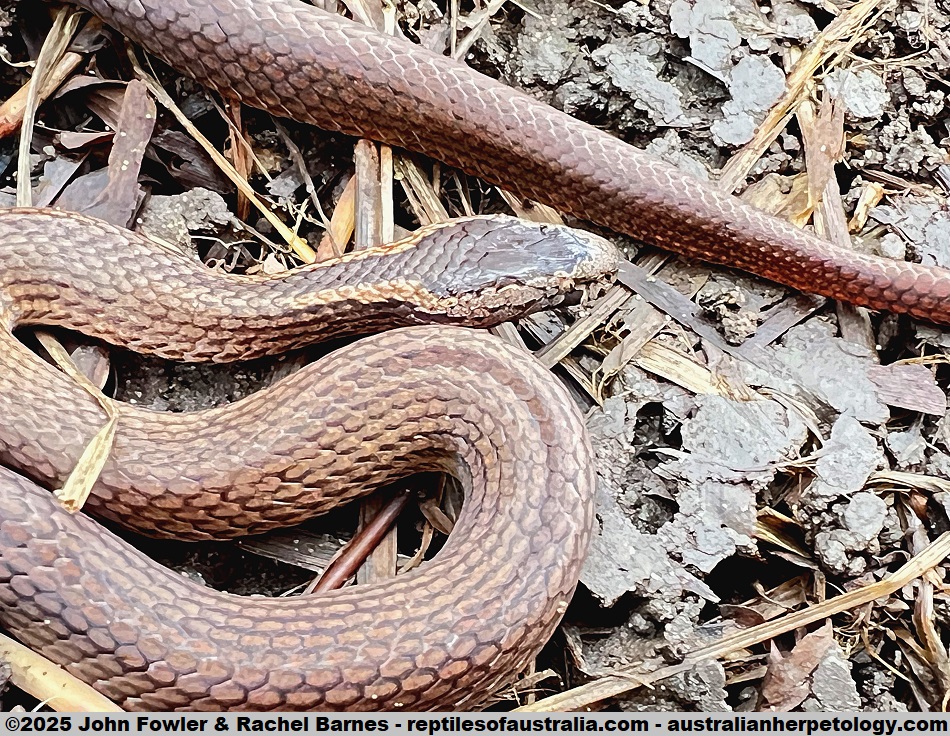 Golden-crowned Snake (Cacophis squamulosus) photographed at Peachester (Sunshine Coast Hinterland, Qld)