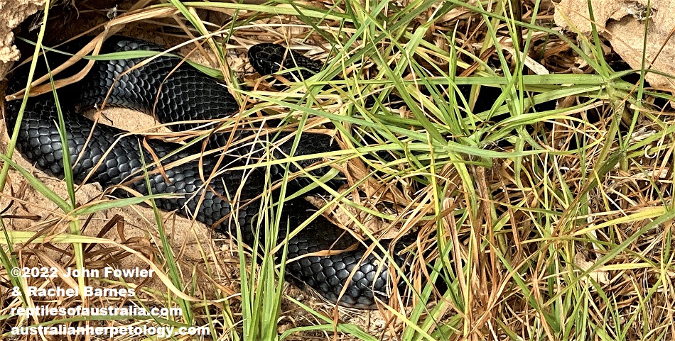 This Red-bellied Black Snake (Pseudechis porphyriacus) was photographed at Point Sturt, (Lake Alexandrina), South Australia. Note that occassionally Red-bellied Black Snakes dont have a red belly like this one. 