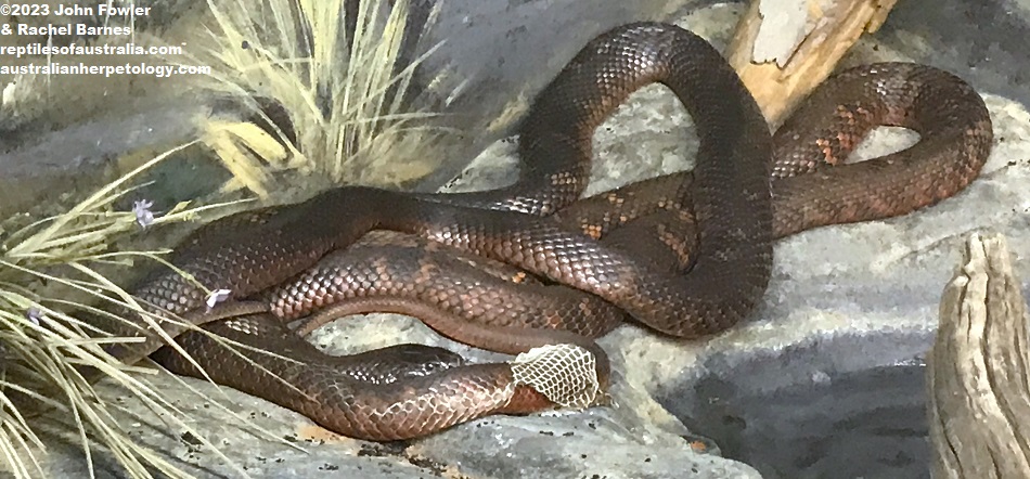 Adult Collett's Snakes (Pseudechis colletti)