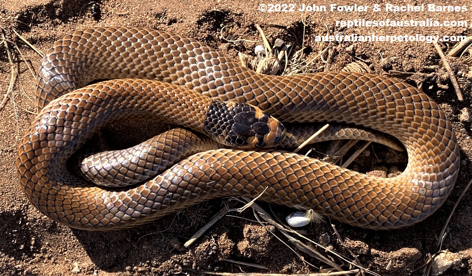 This photo of a Spectacled Snake (Suta spectabilis) was taken north of the Adelaide Metropolitan area, South Australia