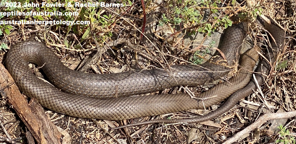 Eastern Brown Snake (Pseudonaja textilis) photographed at Monarto, South Australia