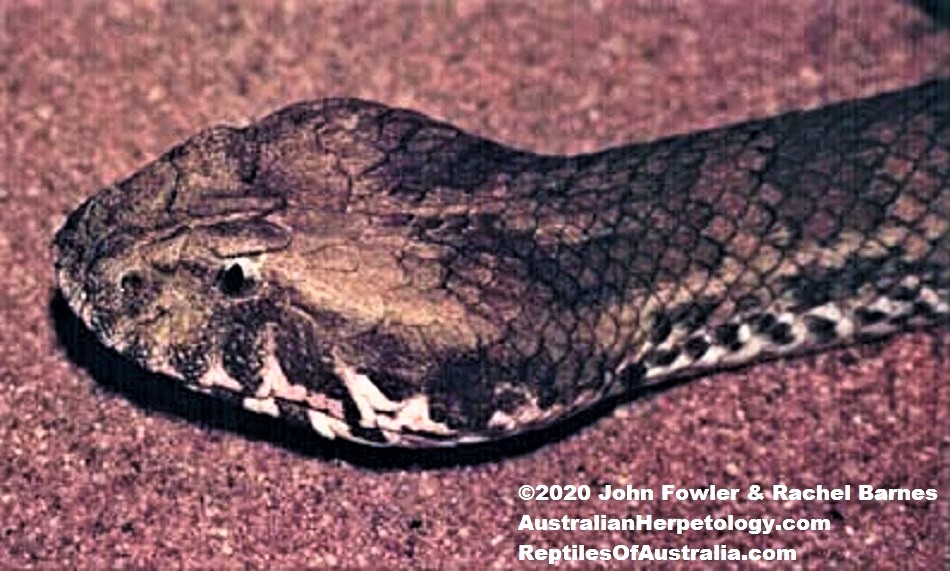 Common Death Adder (Acanthophis antarcticus)