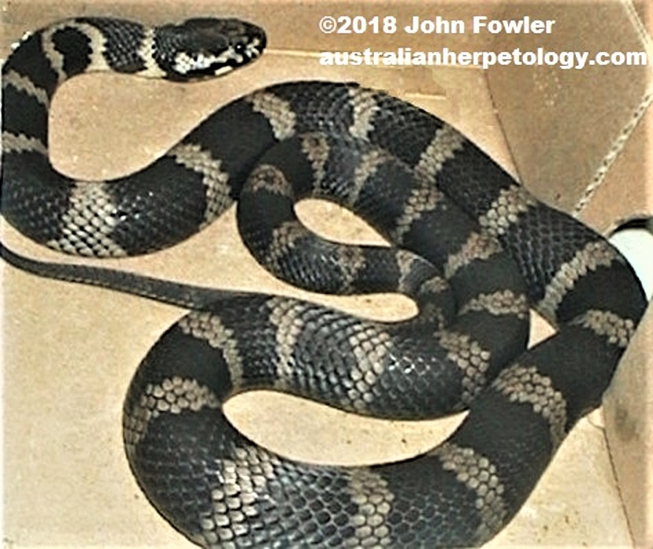 Stephens' Banded Snake Hoplocephalus stephensii