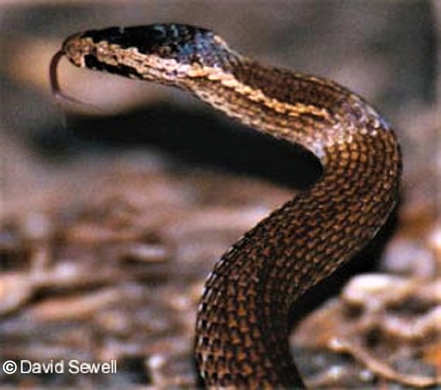 GOLDEN CROWNED SNAKE Cacophis squamulosus